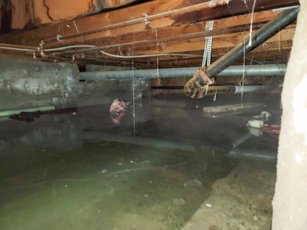 Best Water damage restoration services  in Gridley, IL