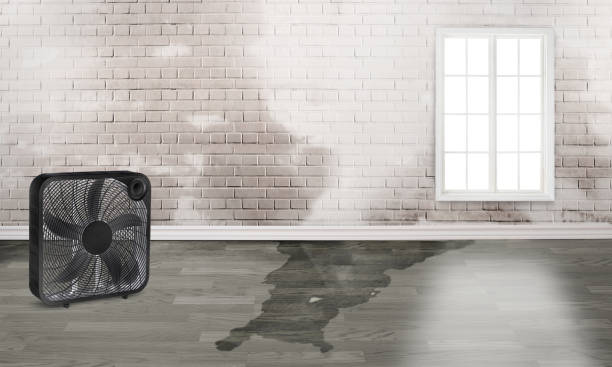 Best Mold removal after water damage  in Gridley, IL