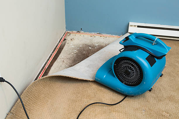 Best Water damage restoration near me  in Gridley, IL